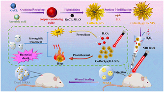 Graphical abstract: Reactive oxygen species-mediated CuRuOX@HA hybrid nanozymes for multidrug-resistant bacterial infections with synergistic photothermal therapy