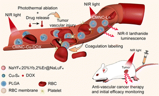 Graphical abstract: An erythrocyte membrane-modified biomimetic synergistic nanosystem for cancer anti-vascular therapy and initial efficacy monitoring