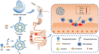 Graphical abstract: Phosphatidylserine-functionalized liposomes-in-microgels for delivering genistein to effectively treat ulcerative colitis