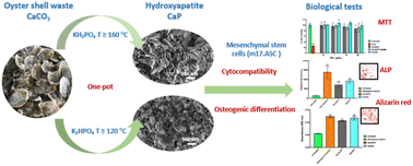 Graphical abstract: A sustainable one-pot method to transform seashell waste calcium carbonate to osteoinductive hydroxyapatite micro-nanoparticles