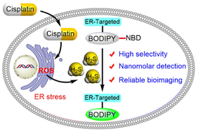 Graphical abstract: A highly selective and sensitive endoplasmic reticulum-targeted probe reveals HOCl- and cisplatin-induced H2S biogenesis in live cells