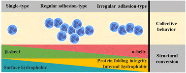 Graphical abstract: Construction of spidroin coacervate microdroplets and regulation of their morphology