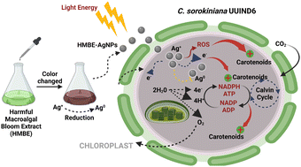 Graphical abstract: A phyco-nanobionics biohybrid system for increased carotenoid accumulation in C. sorokiniana UUIND6