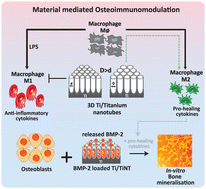 Graphical abstract: Osteoimmune-modulating and BMP-2-eluting anodised 3D printed titanium for accelerated bone regeneration