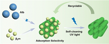 Graphical abstract: A novel recyclable hemoperfusion adsorbent based on TiO2 nanotube arrays for the selective removal of β2-microglobulin