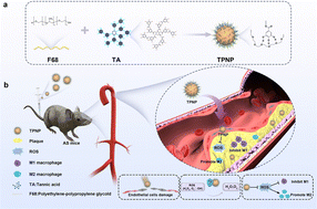 Graphical abstract: Tannic acid–poloxamer self-assembled nanoparticles for advanced atherosclerosis therapy by regulation of macrophage polarization