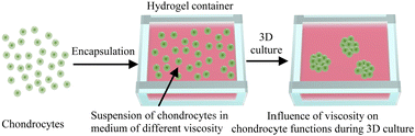 Graphical abstract: 3D culture of bovine articular chondrocytes in viscous medium encapsulated in agarose hydrogels for investigation of viscosity influence on cell functions