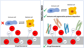 Graphical abstract: Proteomics as a tool to study the osteoimmunomodulatory role of metallic ions in a sol–gel coating