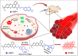 Graphical abstract: A S-substituted Nile Blue-derived bifunctional near-infrared fluorescent probe for in vivo carboxylesterase imaging-guided photodynamic therapy of hepatocellular carcinoma