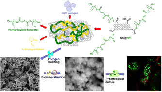 Graphical abstract: Synthesis and evaluation of poly(propylene fumarate)-grafted graphene oxide as nanofiller for porous scaffolds