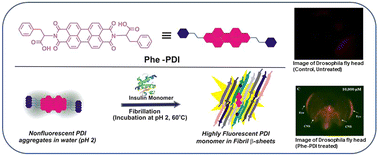 Graphical abstract: Spectroscopic features of a perylenediimide probe for sensing amyloid fibrils: in vivo imaging of Aβ-aggregates in a Drosophila model organism