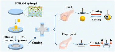 Graphical abstract: A hydrogel gripper enabling fine movement based on spatiotemporal mineralization