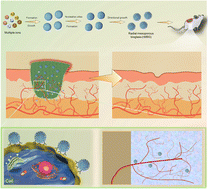 Graphical abstract: Strontium-doped mesoporous bioglass nanoparticles for enhanced wound healing with rapid vascularization