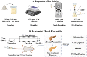 Graphical abstract: A new method for treating chronic pancreatitis and preventing fibrosis using bioactive calcium silicate ion solution