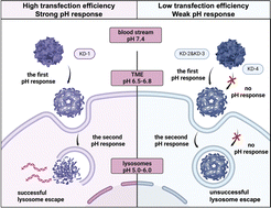 Graphical abstract: An ultra pH-responsive peptide nanocarrier for cancer gene therapy