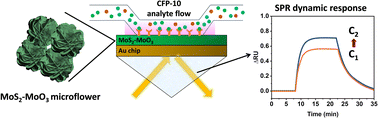 Graphical abstract: Surface plasmon resonance biosensor chips integrated with MoS2–MoO3 hybrid microflowers for rapid CFP-10 tuberculosis detection