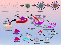Graphical abstract: The dynamic therapeutic effect of a targeted photothermal nanovaccine incorporating toll-like receptor 7 agonist enhanced cancer immunotherapy