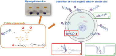 Graphical abstract: Insights about the ability of folate based supramolecular gels to act as targeted therapeutic agents