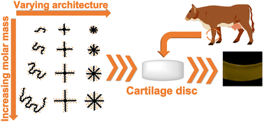 Graphical abstract: Designing polymers for cartilage uptake: effects of architecture and molar mass