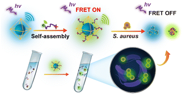 Graphical abstract: A metal–organic framework-based fluorescence resonance energy transfer nanoprobe for highly selective detection of Staphylococcus Aureus