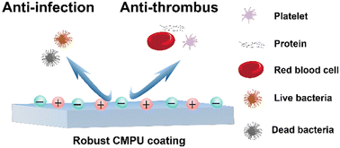 Graphical abstract: A robust mixed-charge zwitterionic polyurethane coating integrated with antibacterial and anticoagulant functions for interventional blood-contacting devices