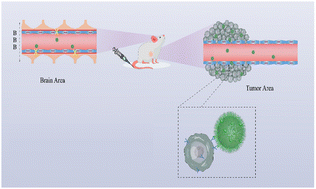 Graphical abstract: Preparation and anti-tumor effects of mesoporous silica nanoparticles loaded with trifluoperazine