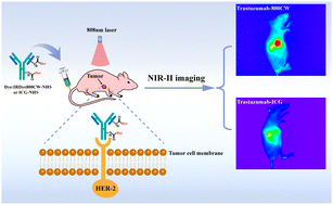 Graphical abstract: Near-infrared dye IRDye800CW-NHS coupled to Trastuzumab for near-infrared II fluorescence imaging in tumor xenograft models of HER-2-positive breast cancer