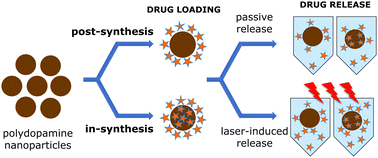 Graphical abstract: Different drug loading methods and antibiotic structure modulate the efficacy of polydopamine nanoparticles as drug nanocarriers