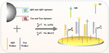 Graphical abstract: Magneto-assisted enzymatic DNA walkers for simultaneous electrochemical detection of amyloid-beta oligomers and Tau