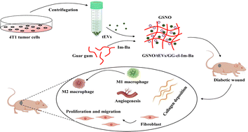 Graphical abstract: Synergistic wound repair effects of a composite hydrogel for delivering tumor-derived vesicles and S-nitrosoglutathione