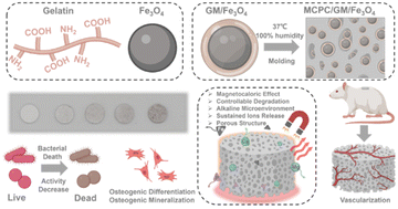 Graphical abstract: Multifunctional magnetocaloric bone cement with a time-varying alkaline microenvironment for sequential bacterial inhibition, angiogenesis and osteogenesis