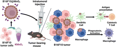Graphical abstract: Manganese-mineralized cancer cells as immunogenic cancer vaccines for tumor immunotherapy