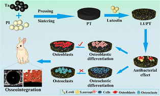 Graphical abstract: Luteolin-loaded biocomposites containing tantalum and polyimide with antibacterial effects for facilitating osteogenic differentiation and bone bonding