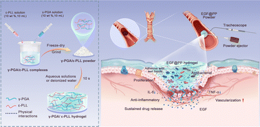 Graphical abstract: Wet-adhesive γ-PGA/ε-PLL hydrogel loaded with EGF for tracheal epithelial injury repair
