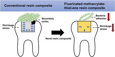 Graphical abstract: A low-shrinkage-stress and anti-bacterial adherent dental resin composite: physicochemical properties and biocompatibility