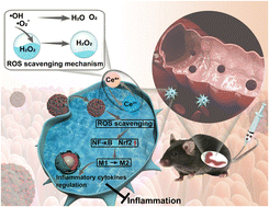 Graphical abstract: Catalytically proficient ceria nanodots supported on redox-active mesoporous hosts for treatment of inflammatory bowel disease via efficient ROS scavenging