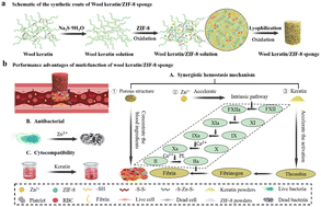 Graphical abstract: Wool keratin/zeolitic imidazolate framework-8 composite shape memory sponge with synergistic hemostatic performance for rapid hemorrhage control