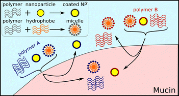 Graphical abstract: Transfer-based nuclear magnetic resonance uncovers unique mechanisms for protein–polymer and protein–nanoparticle binding behavior