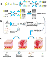 Graphical abstract: Screening and investigation of a short antimicrobial peptide: AVGAV
