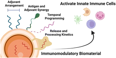 Graphical abstract: Harnessing biomaterial architecture to drive anticancer innate immunity