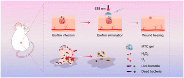 Graphical abstract: A nanozyme-reinforced injectable photodynamic hydrogel for combating biofilm infection