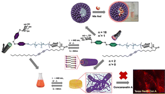 Graphical abstract: Divergent approach to nanoscale glycomicelles and photo-responsive supramolecular glycogels. Implications for drug delivery and photoswitching lectin affinity