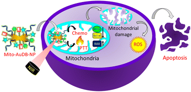 Graphical abstract: Dog-bone shaped gold nanoparticle-mediated chemo-photothermal therapy impairs the powerhouse to trigger apoptosis in cancer cells