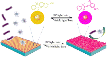 Graphical abstract: A spiropyran-decorated nanocoating for dynamically regulating bacteria/cell adhesion and detachment