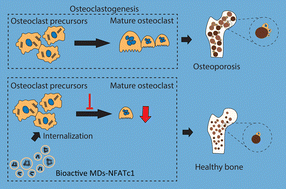 Graphical abstract: Development of bioactive and ultrasound-responsive microdroplets for preventing ovariectomy (OVX)-induced osteoporosis