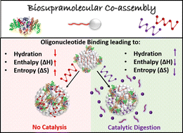 Graphical abstract: Co-assembly-mediated biosupramolecular catalysis: thermodynamic insights into nucleobase specific (oligo)nucleotide attachment and cleavage