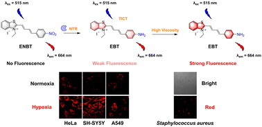 Graphical abstract: A fluorescent probe for imaging nitroreductase with signal amplification in high-viscosity environments