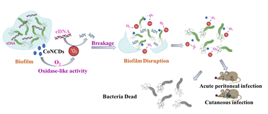 Graphical abstract: Co-, N-doped carbon dot nanozymes based on an untriggered ROS generation approach for anti-biofilm activities and in vivo anti-bacterial treatment