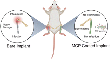 Graphical abstract: Biocompatible quaternary pullulan functionalized 2D MoS2 glycosheet-based non-leaching and infection-resistant coatings for indwelling medical implants