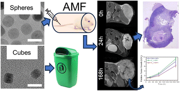 Graphical abstract: Optimization of iron oxide nanoparticles for MRI-guided magnetic hyperthermia tumor therapy: reassessing the role of shape in their magnetocaloric effect